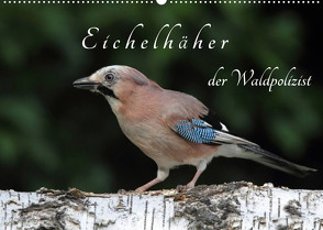 Eichelhäher der Waldpolizist (Wandkalender 2023 DIN A2 quer) von Konieczka,  Klaus