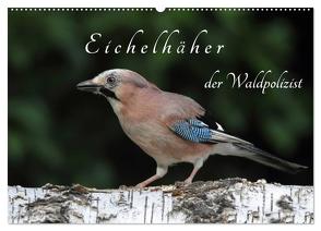 Eichelhäher der Waldpolizist (Wandkalender 2024 DIN A2 quer), CALVENDO Monatskalender von Konieczka,  Klaus