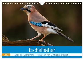 Eichelhäher – Egon der Eichelhäher fotografiert von Ostfriesenfotografie (Wandkalender 2024 DIN A4 quer), CALVENDO Monatskalender von Betten - Ostfriesenfotografie,  Christina