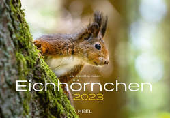 Eichhörnchen 2023 von Hubert,  M.-L., Klein,  J. L.
