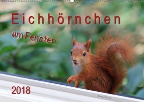 Eichhörnchen am Fenster (Wandkalender 2018 DIN A2 quer) von Freise,  Tobias