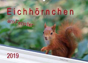 Eichhörnchen am Fenster (Wandkalender 2019 DIN A2 quer) von Freise,  Tobias