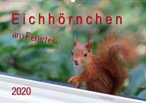 Eichhörnchen am Fenster (Wandkalender 2020 DIN A2 quer) von Freise,  Tobias
