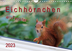 Eichhörnchen am Fenster (Wandkalender 2023 DIN A4 quer) von Freise,  Tobias