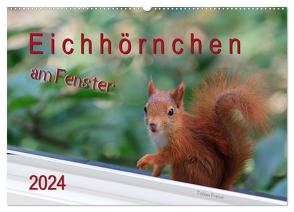Eichhörnchen am Fenster (Wandkalender 2024 DIN A2 quer), CALVENDO Monatskalender von Freise,  Tobias