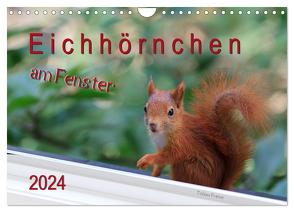 Eichhörnchen am Fenster (Wandkalender 2024 DIN A4 quer), CALVENDO Monatskalender von Freise,  Tobias