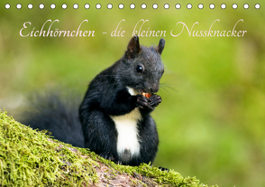 Eichhörnchen – die kleinen Nussknacker (Tischkalender 2021 DIN A5 quer) von Holtz,  Alena