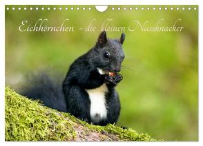 Eichhörnchen – die kleinen Nussknacker (Wandkalender 2024 DIN A4 quer), CALVENDO Monatskalender von Holtz,  Alena