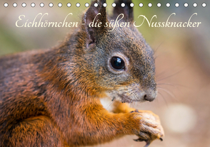 Eichhörnchen – die süßen Nussknacker (Tischkalender 2021 DIN A5 quer) von Holtz,  Alena