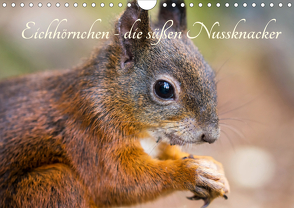 Eichhörnchen – die süßen Nussknacker (Wandkalender 2021 DIN A4 quer) von Holtz,  Alena