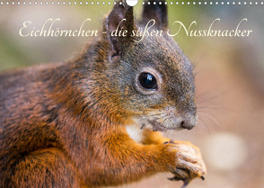 Eichhörnchen – die süßen Nussknacker (Wandkalender 2022 DIN A3 quer) von Holtz,  Alena