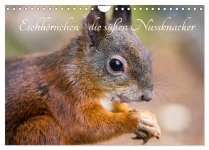 Eichhörnchen – die süßen Nussknacker (Wandkalender 2024 DIN A4 quer), CALVENDO Monatskalender von Holtz,  Alena