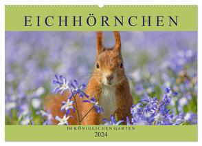 Eichhörnchen im Königlichen Garten (Wandkalender 2024 DIN A2 quer), CALVENDO Monatskalender von Brackhan,  Margret