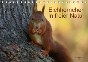 Eichhörnchen in freier Natur (Tischkalender 2021 DIN A5 quer) von SchnelleWelten