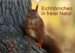 Eichhörnchen in freier Natur (Wandkalender 2021 DIN A3 quer) von SchnelleWelten