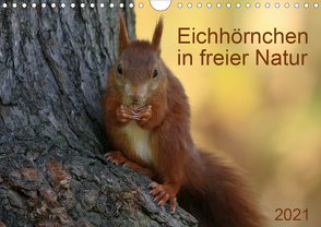 Eichhörnchen in freier Natur (Wandkalender 2021 DIN A4 quer) von SchnelleWelten