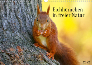 Eichhörnchen in freier Natur (Wandkalender 2022 DIN A3 quer) von SchnelleWelten