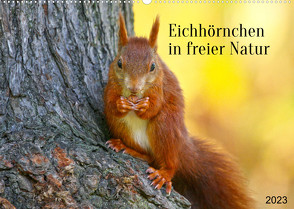 Eichhörnchen in freier Natur (Wandkalender 2023 DIN A2 quer) von SchnelleWelten