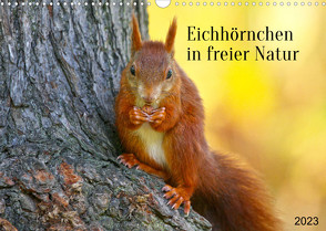 Eichhörnchen in freier Natur (Wandkalender 2023 DIN A3 quer) von SchnelleWelten