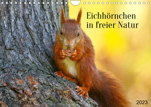 Eichhörnchen in freier Natur (Wandkalender 2023 DIN A4 quer) von SchnelleWelten