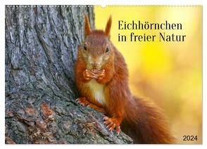 Eichhörnchen in freier Natur (Wandkalender 2024 DIN A2 quer), CALVENDO Monatskalender von SchnelleWelten,  SchnelleWelten