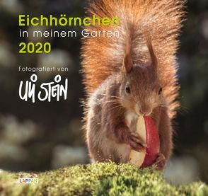 Eichhörnchen in meinem Garten 2020 (Wandkalender) von Stein,  Uli