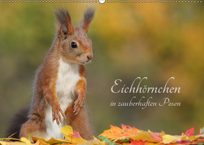 Eichhörnchen in zauberhaften Posen (Wandkalender 2019 DIN A2 quer) von Meier,  Tine