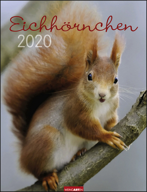 Eichhörnchen Kalender 2020 von Weingarten