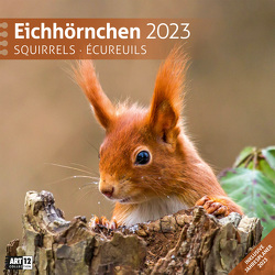 Eichhörnchen Kalender 2023 – 30×30