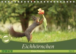 Eichhörnchen – Kleine Fotostars (Tischkalender 2019 DIN A5 quer) von Cerny,  Birgit