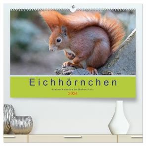 Eichhörnchen – Kleine Kobolde im Roten Pelz (hochwertiger Premium Wandkalender 2024 DIN A2 quer), Kunstdruck in Hochglanz von Brackhan,  Margret