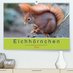 Eichhörnchen – Kleine Kobolde im Roten Pelz (Premium, hochwertiger DIN A2 Wandkalender 2023, Kunstdruck in Hochglanz) von Brackhan,  Margret