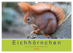 Eichhörnchen – Kleine Kobolde im Roten Pelz (Wandkalender 2024 DIN A3 quer), CALVENDO Monatskalender von Brackhan,  Margret