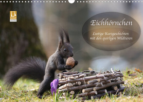 Eichhörnchen – Lustige Kurzgeschichten mit den quirligen Wildtieren (Wandkalender 2023 DIN A3 quer) von Cerny,  Birgit