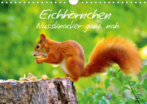 Eichhörnchen-Nussknacker ganz nah (Wandkalender 2021 DIN A4 quer) von Jazbinszky,  Ivan