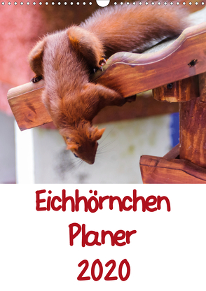 Eichhörnchen Planer 2020 (Wandkalender 2020 DIN A3 hoch) von Jaeger,  Carsten