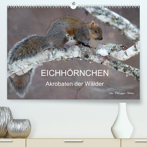 EICHHÖRNCHEN (Premium, hochwertiger DIN A2 Wandkalender 2023, Kunstdruck in Hochglanz) von Henry,  Philippe