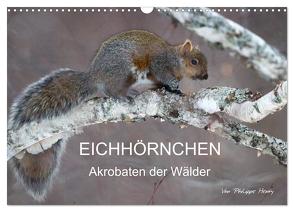 EICHHÖRNCHEN (Wandkalender 2024 DIN A3 quer), CALVENDO Monatskalender von Henry,  Philippe