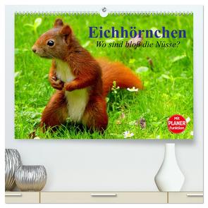 Eichhörnchen. Wo sind bloß die Nüsse? (hochwertiger Premium Wandkalender 2024 DIN A2 quer), Kunstdruck in Hochglanz von Stanzer,  Elisabeth