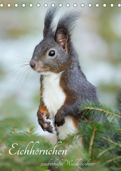 Eichhörnchen – zauberhafte Waldbewohner (Tischkalender 2023 DIN A5 hoch) von Merk,  Angela