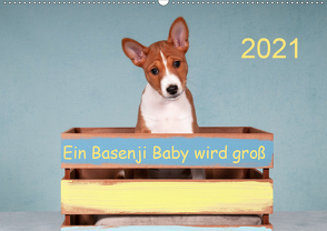 Ein Basenji Baby wird groß (Wandkalender 2021 DIN A2 quer) von Joswig,  Angelika