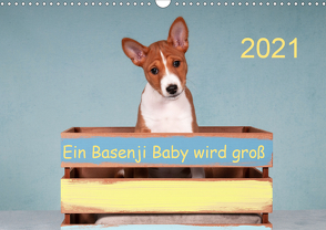 Ein Basenji Baby wird groß (Wandkalender 2021 DIN A3 quer) von Joswig,  Angelika