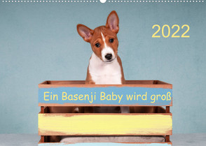 Ein Basenji Baby wird groß (Wandkalender 2022 DIN A2 quer) von Joswig,  Angelika