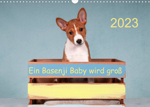 Ein Basenji Baby wird groß (Wandkalender 2023 DIN A3 quer) von Joswig,  Angelika