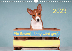 Ein Basenji Baby wird groß (Wandkalender 2023 DIN A4 quer) von Joswig,  Angelika