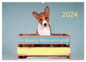 Ein Basenji Baby wird groß (Wandkalender 2024 DIN A2 quer), CALVENDO Monatskalender von Joswig,  Angelika