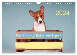 Ein Basenji Baby wird groß (Wandkalender 2024 DIN A4 quer), CALVENDO Monatskalender von Joswig,  Angelika