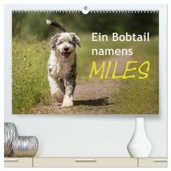 Ein Bobtail namens Miles (hochwertiger Premium Wandkalender 2024 DIN A2 quer), Kunstdruck in Hochglanz von calmbacher,  Christiane