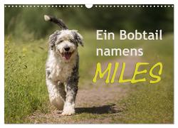 Ein Bobtail namens Miles (Wandkalender 2024 DIN A3 quer), CALVENDO Monatskalender von calmbacher,  Christiane