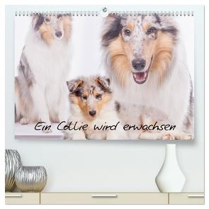 Ein Collie wird erwachsen (hochwertiger Premium Wandkalender 2024 DIN A2 quer), Kunstdruck in Hochglanz von Hemlep,  Christine